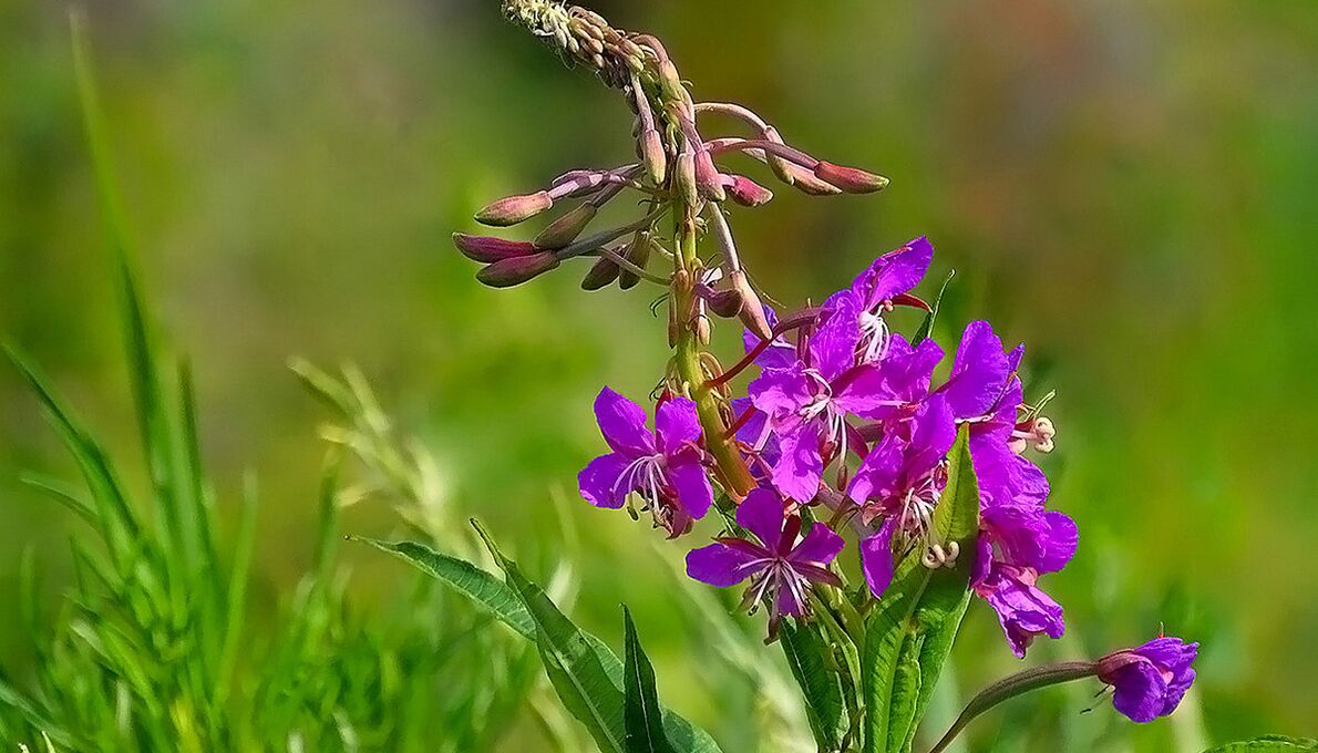 Fireweed a RevitaProstban